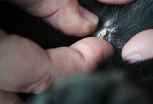 Många skador och tillbud kan förebyggas eller lindras genom visitering av hunden före och efter jakten. Upptäcks en skada snabbt så minskar också risken att den förvärras. Foto: Jan Henricson