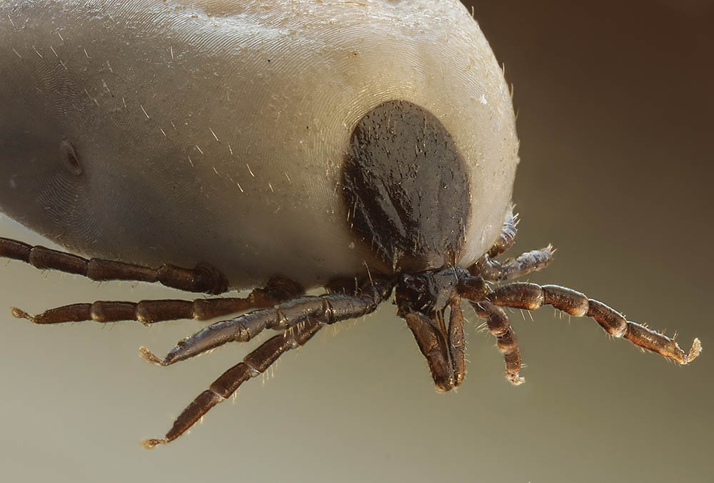 Ixodus ricinus heter den vanliga fästingen på våra breddgrader. Foto: Richard Bartz 