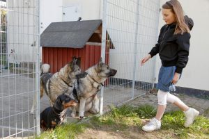 Hundar behöver lära sig att vistas i rastgård och vara lugna och tysta när de är där. Foto: Sten Christoffersson