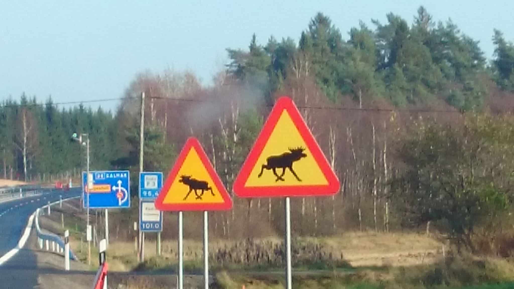 Under en period varnades det för älgar från både höger och vänster när riksväg 25 byggdes om. Foto: Lennart Jönsson