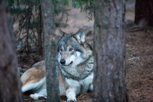 Om det finns organisationer som inte vill diskutera vargfrågan med andra parter eller med regeringen, får arbetet för att hitta sätt att leva med rovdjur inte avstanna för det, skriver debattörerna. Foto: Olle Olsson