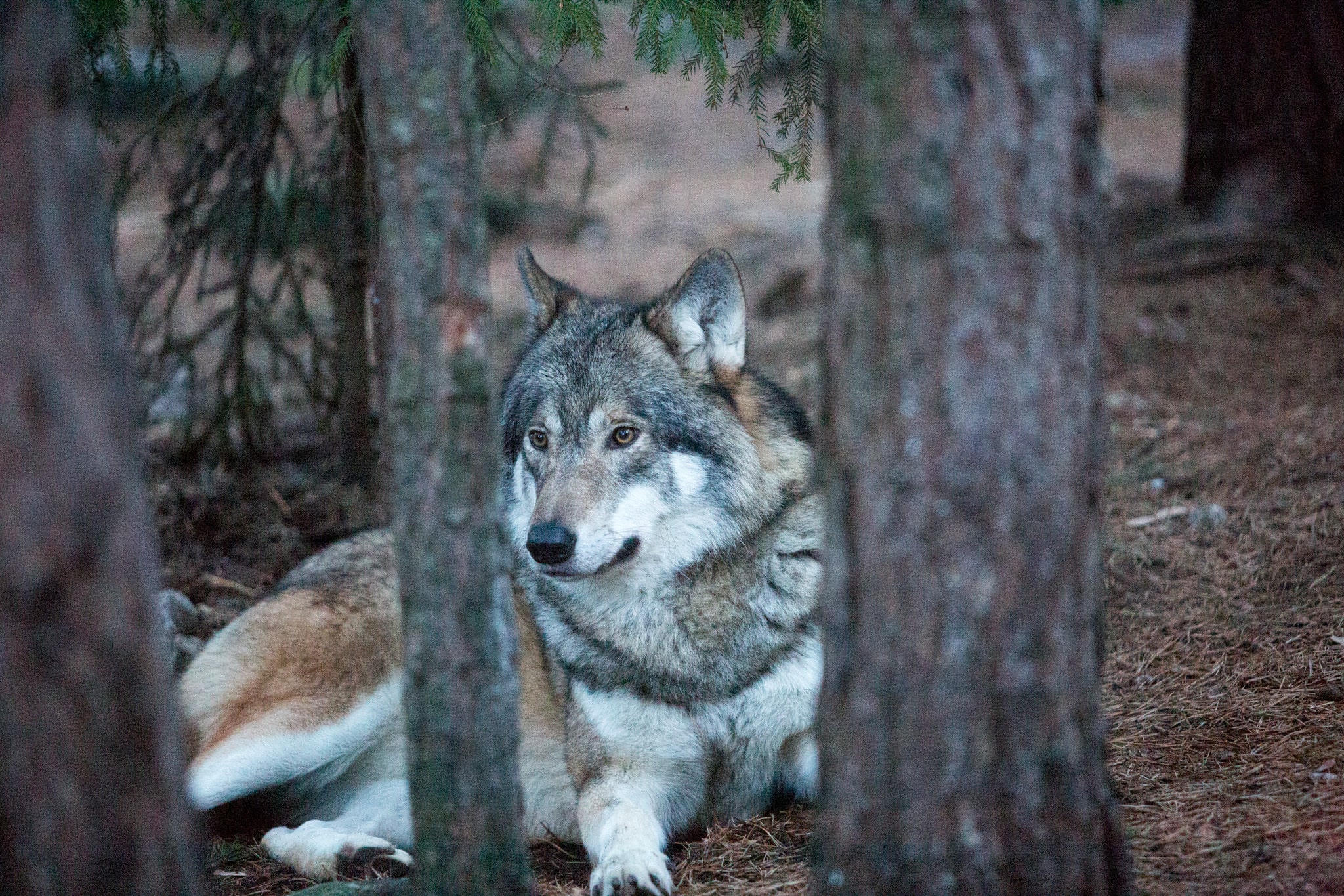 Om det finns organisationer som inte vill diskutera vargfrågan med andra parter eller med regeringen, får arbetet för att hitta sätt att leva med rovdjur inte avstanna för det, skriver debattörerna. Foto: Olle Olsson