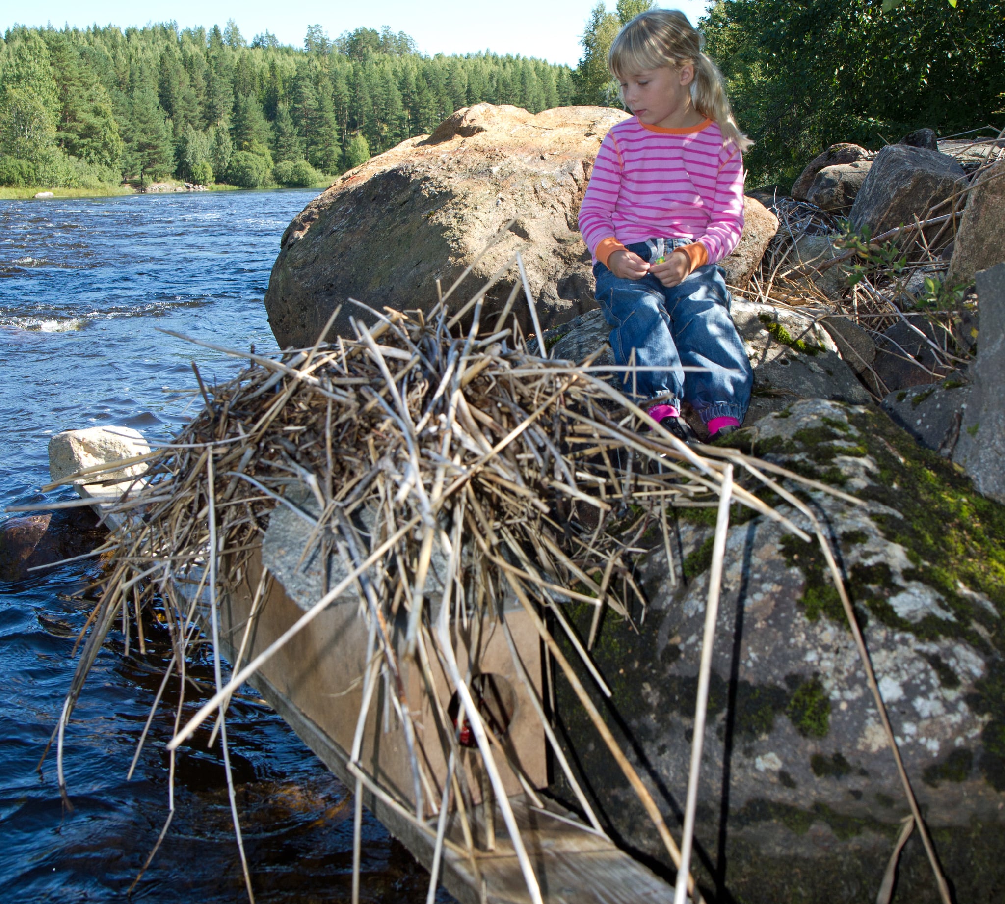 Förutom att minkfångst är viktigt för viltvården kan det vara en bra inkörsport till jakten för barn och ungdomar. Foto: Olle Olsson