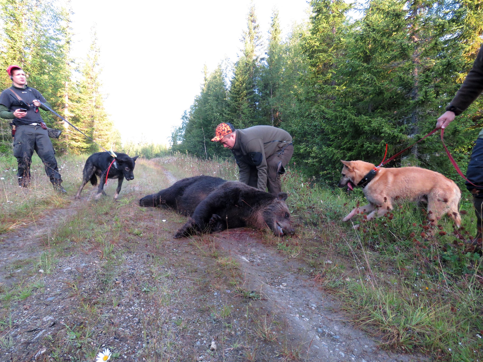 Stefan Svärd med sin laika Eldbenuddens Kerke och Sven Åke Lindberg och hans laika Ponderforsens Eldar (Elvis). Två hundar som det skjutits flera björnar för. Foto: Jesper Svedberg