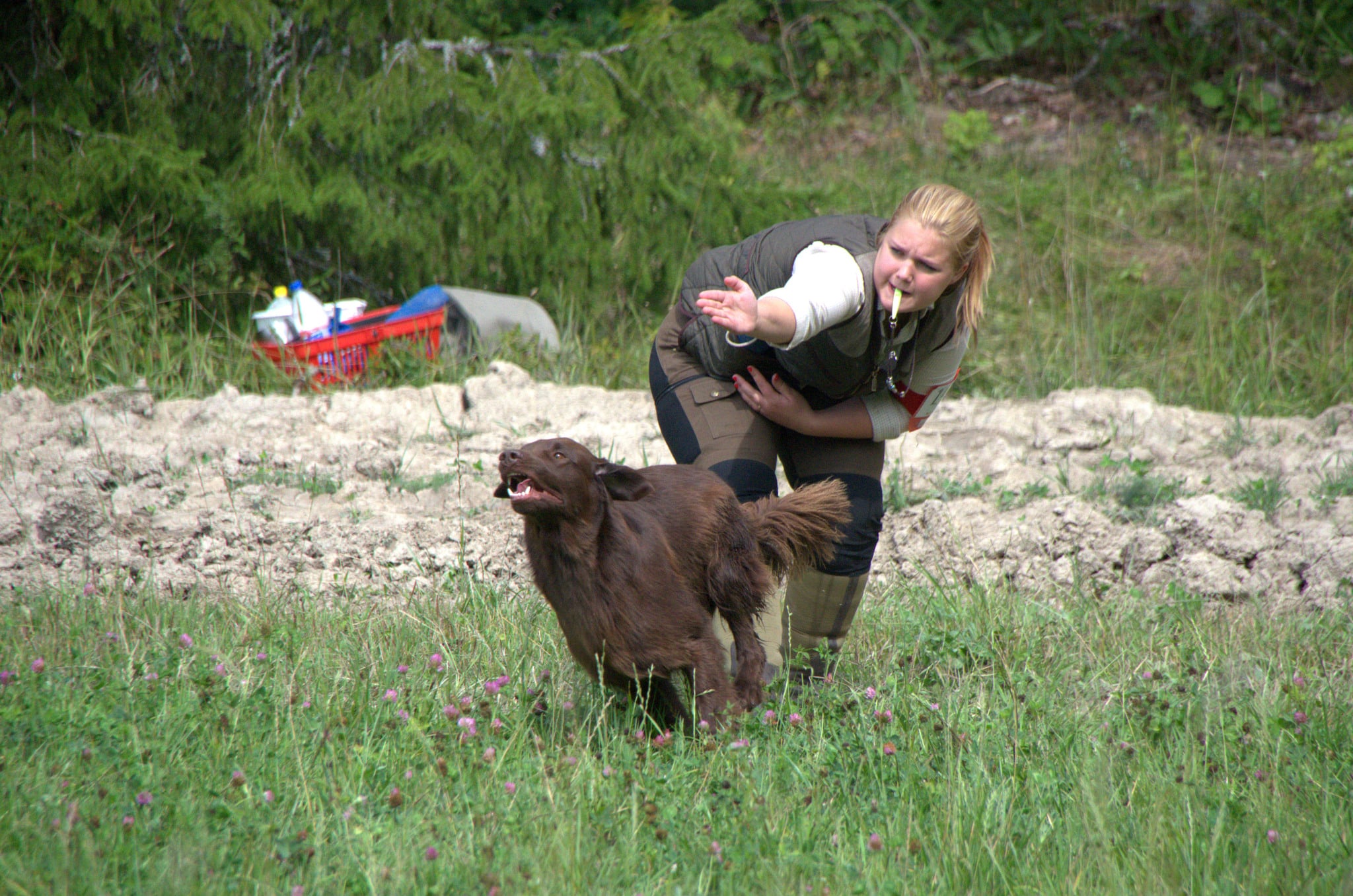 Ungdoms-SM för spaniel och retrieverförare genomförs för fjärde året i rad. Bilden är från förra året. Foto: Rickard Polsk