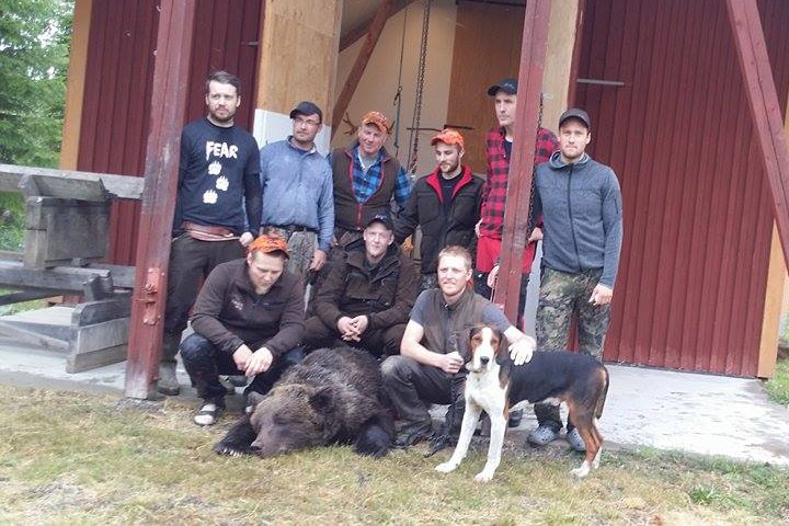 Den 149 kilo tunga hanbjörnen sköts i Gåxsjö för finnstövaren Eilert. Foto: Privat