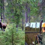 Det är inte ovanligt att älgtjuren kommer smygande i skydd av skogen när du lockar. Nyttja jakttornen att locka från. Du får bättre sikt och undviker problemet med markvittring. Kolla dock så att tornet är stadigt och inte väsnas. Foto: Lars-Henrik Andersson (Bilden är ett montage)