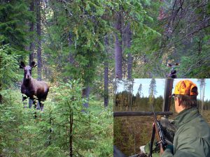Det är inte ovanligt att älgtjuren kommer smygande i skydd av skogen när du lockar. Nyttja jakttornen att locka från. Du får bättre sikt och undviker problemet med markvittring. Kolla dock så att tornet är stadigt och inte väsnas. Foto: Lars-Henrik Andersson (Bilden är ett montage)