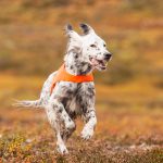 Fågelhundsträning är åter möjlig för norska hundförare i Sverige. Foto: Kjell-Erik Moseid