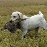 I helgen hålls Europamästerskap för retriever i Sverige. Där kommer apportviltet dock att vara änder, inte fasan. Arkivbild: Magnus Rydholm