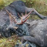 Två älgtjurar fick avlivas sedan de under en fajt trasslat in sig i ett viltstängsel. Foto: Jörgen Svensson