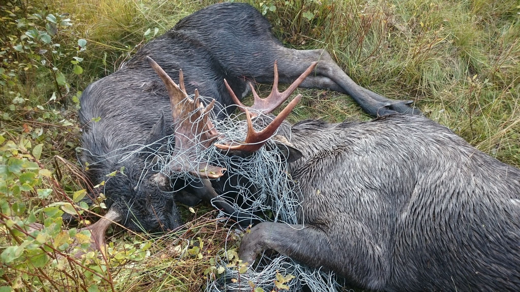 Två älgtjurar fick avlivas sedan de under en fajt trasslat in sig i ett viltstängsel. Foto: Jörgen Svensson