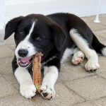Skär i småbitar och frys in i ­portionsförpackningar, så har du perfekt hundmat att senare ta fram och servera. Foto: Lena Runer