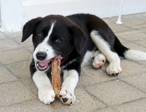 Skär i småbitar och frys in i ­portionsförpackningar, så har du perfekt hundmat att senare ta fram och servera. Foto: Lena Runer