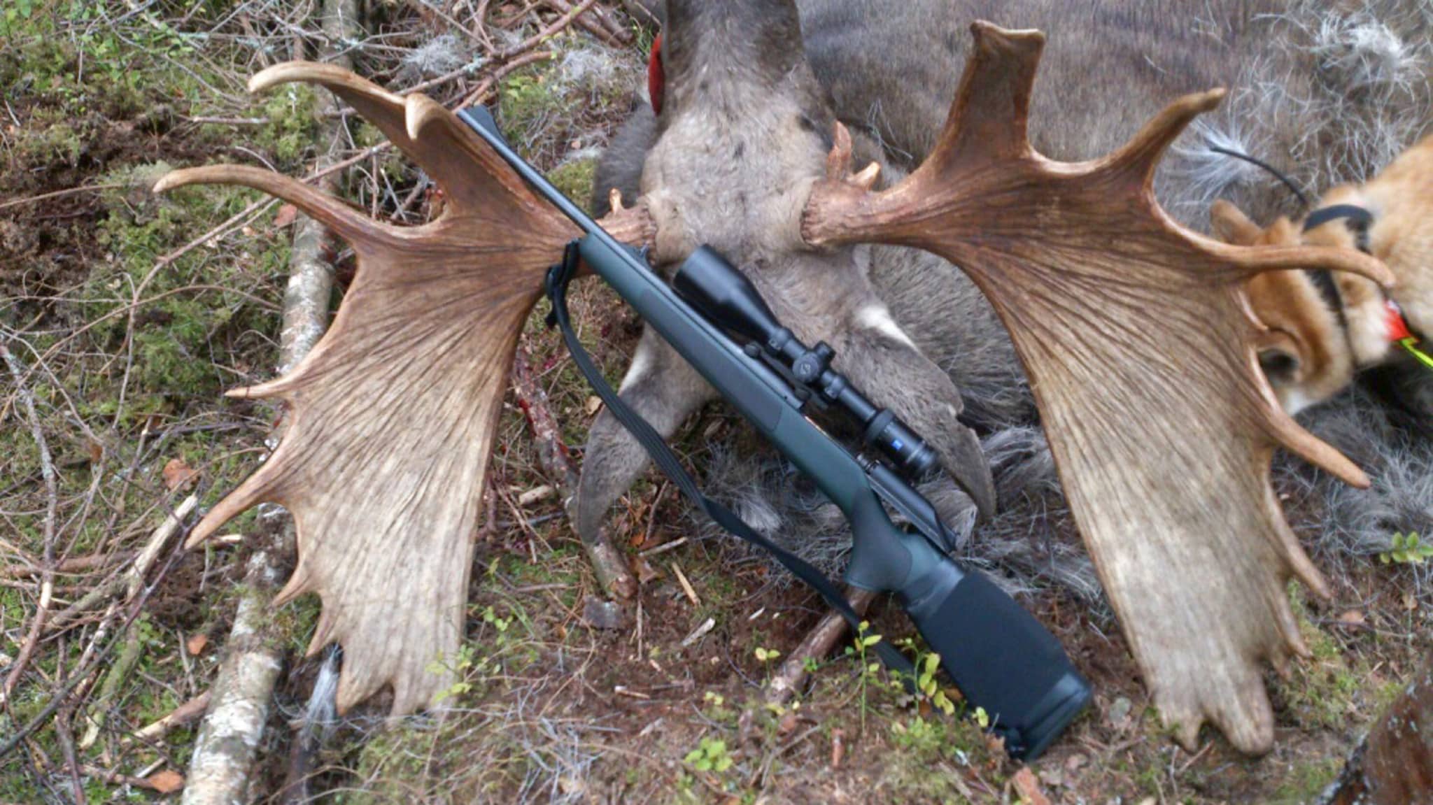 Tjuren som håller ”Norrlandsmått” fälldes i Strömsnäsbruk, Markaryds kommun. Foto: Privat