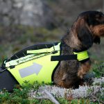 Länsstyrelsen i Dalarna följer nu efter och ger bidrag till skyddsvästar för bland annat jakthundar. Foto: Olle Olsson