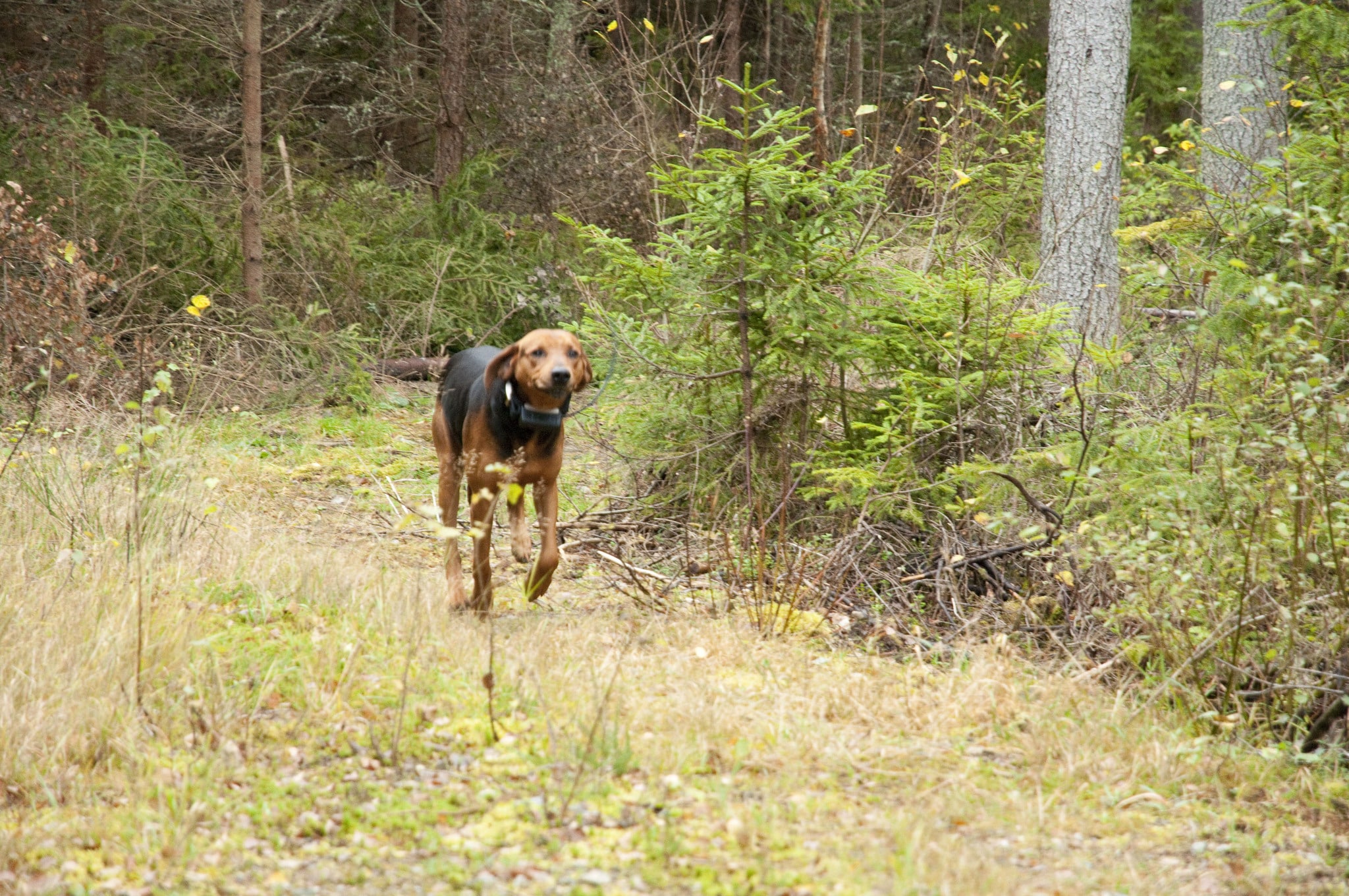 Under stövarjaktens dag i Blekinge blir det jakt med räv- och harstövare. Foto: Jan Henricson