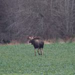 Att ha en sådan här tjur i markerna och veta att chansen finns att träffa på honom gör det mycket mera spännande att gå ut, både med och utan bössa, skriver fotografen. Foto: Gunnar Kjellin