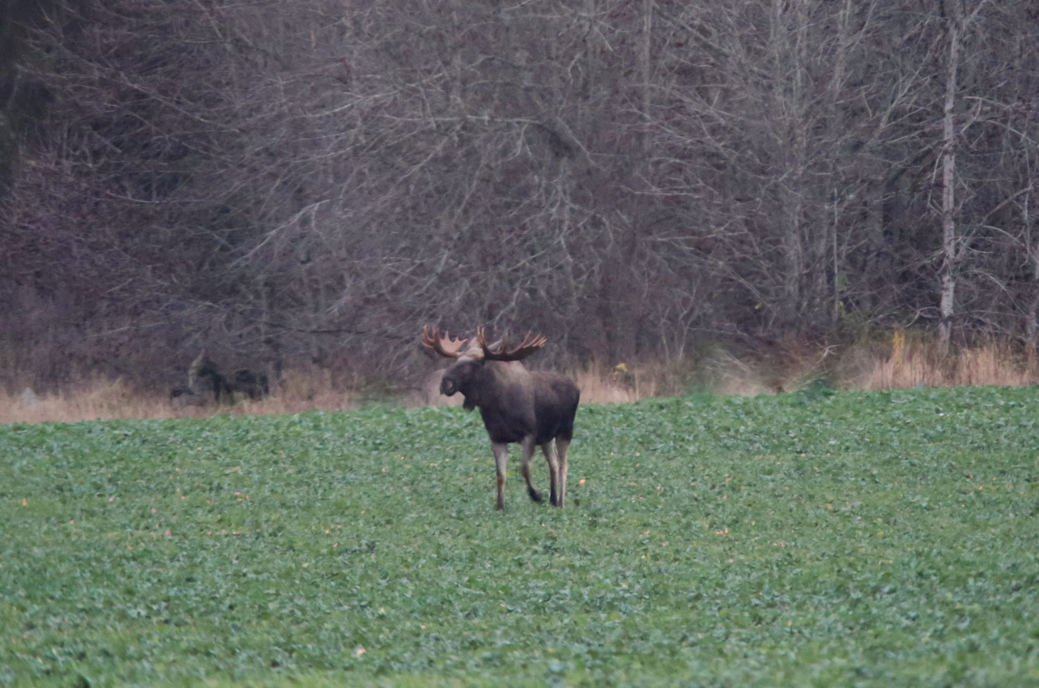 Att ha en sådan här tjur i markerna och veta att chansen finns att träffa på honom gör det mycket mera spännande att gå ut, både med och utan bössa, skriver fotografen. Foto: Gunnar Kjellin
