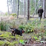 Idaholms Ludde på väg att söka kontakt med sin förare Mikael Fors på NM 2013. Foto: Barbro Zetterberg
