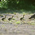 Gässens starka familjesammanhållning utgör ett gott skydd för unggässen under deras första levnadsår. Foto: Kenneth Johansson
