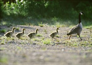 Gässens starka familjesammanhållning utgör ett gott skydd för unggässen under deras första levnadsår. Foto: Kenneth Johansson