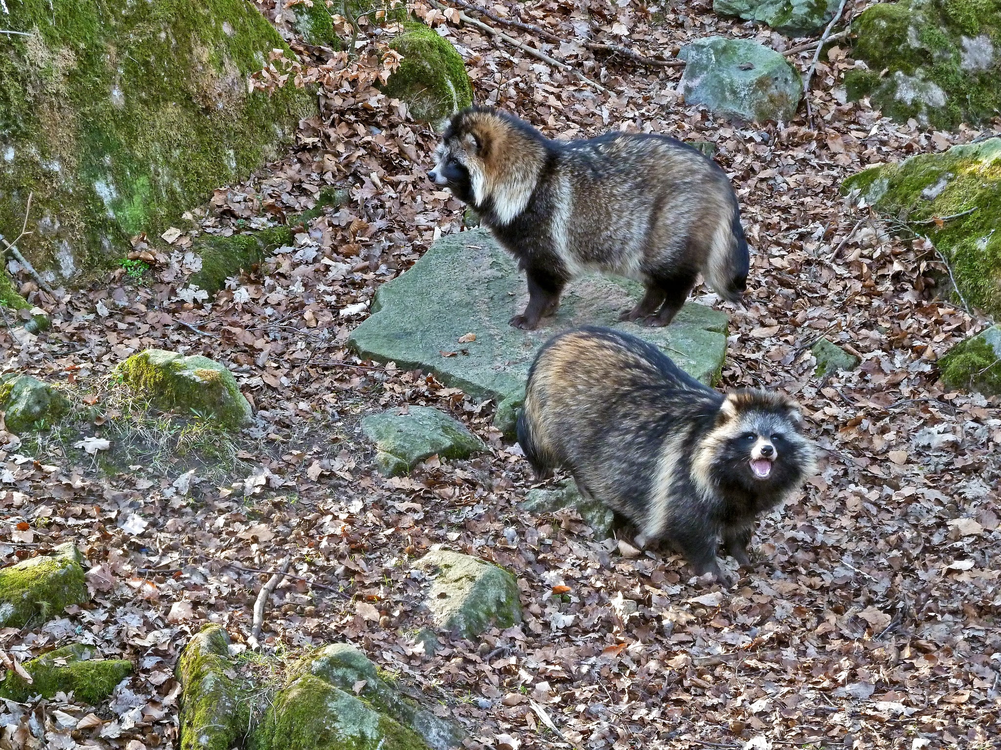 Mårdhunden är stor som en räv men har kortare ben och svans, litet huvud med korta, runda öron och karaktäristisk ansiktsmask med svarta teckningar runt ögonen. Färgen är brun till gulbrun. Foto: Le Carlsson