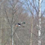 En norsk studie på fågel föreslår kantzoner mot vattendrag på minst 30 meter. Foto: Kenneth Johansson