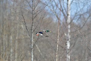 En norsk studie på fågel föreslår kantzoner mot vattendrag på minst 30 meter. Foto: Kenneth Johansson