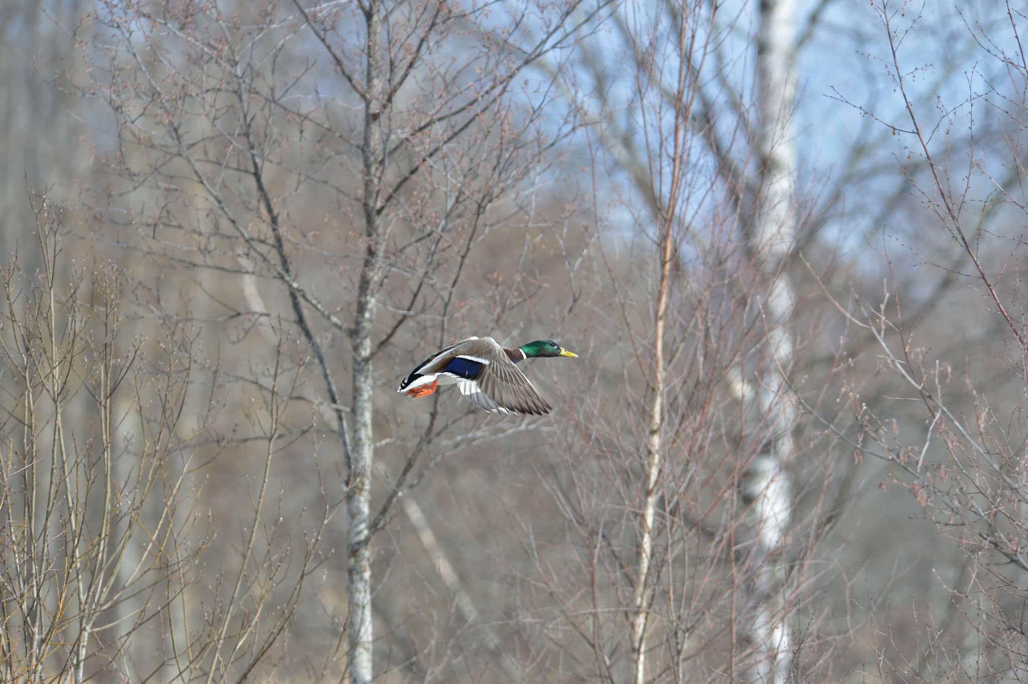 En norsk studie på fågel föreslår kantzoner mot vattendrag på minst 30 meter. Foto: Kenneth Johansson