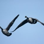 Kanadagässen förekommer i dag i stort antal över praktiskt taget hela landet. Foto: Kenneth Johansson