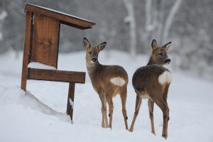 Enligt en undersökning från SLU, Skogsforsk och Uppsala universitet lägger jägare i Sverige ut sammanlagt 265 miljoner kronor på viltutfodring under ett år. Foto: Kenneth Johansson