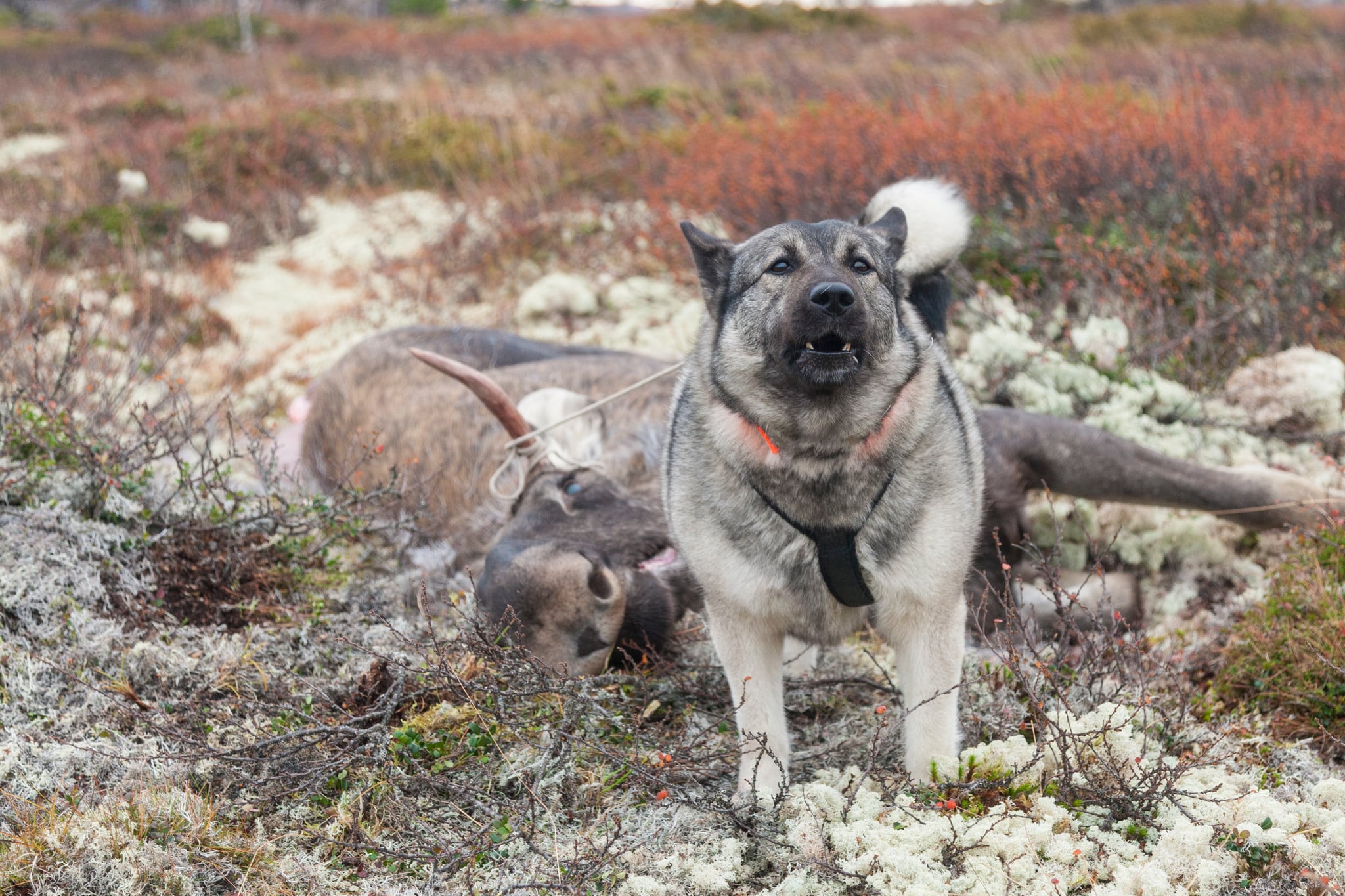 Licensjakt bör inte ske i tätortsnära skogar, eller i andra områden som frekventeras ofta av friluftslivet, exempelvis kan jakt behöva undvikas på helger, anser Naturskyddsföreningen. Foto: Kjell-Erik Moseid