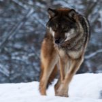"Sverigedemokraterna vill förlänga jakttiden på varg." Foto i Lycksele Djurpark: Lars Nilsson
