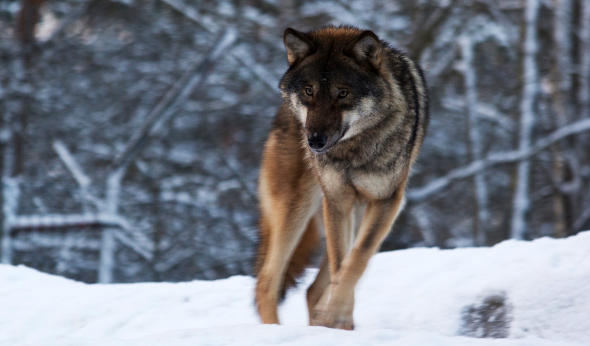 "Sverigedemokraterna vill förlänga jakttiden på varg." Foto i Lycksele Djurpark: Lars Nilsson