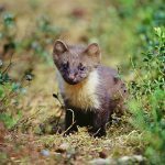 Mårdens långsmala, smidiga kropp är väl lämpad för att klättra i träd men avger också mycket värmeenergi. Foto: Kenneth Johansson