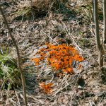 Det är så här man ser den, som en starkt orangefärgad fläck på marken efter snösmältningen. Foto: Bernt Karlsson