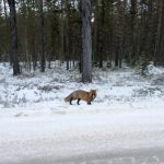 Räv med ovanligt svart färgteckning. Foto: Magnus Lindberg