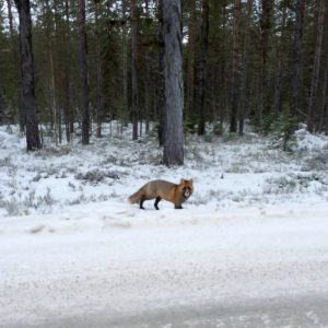 Räv med ovanligt svart färgteckning. Foto: Magnus Lindberg
