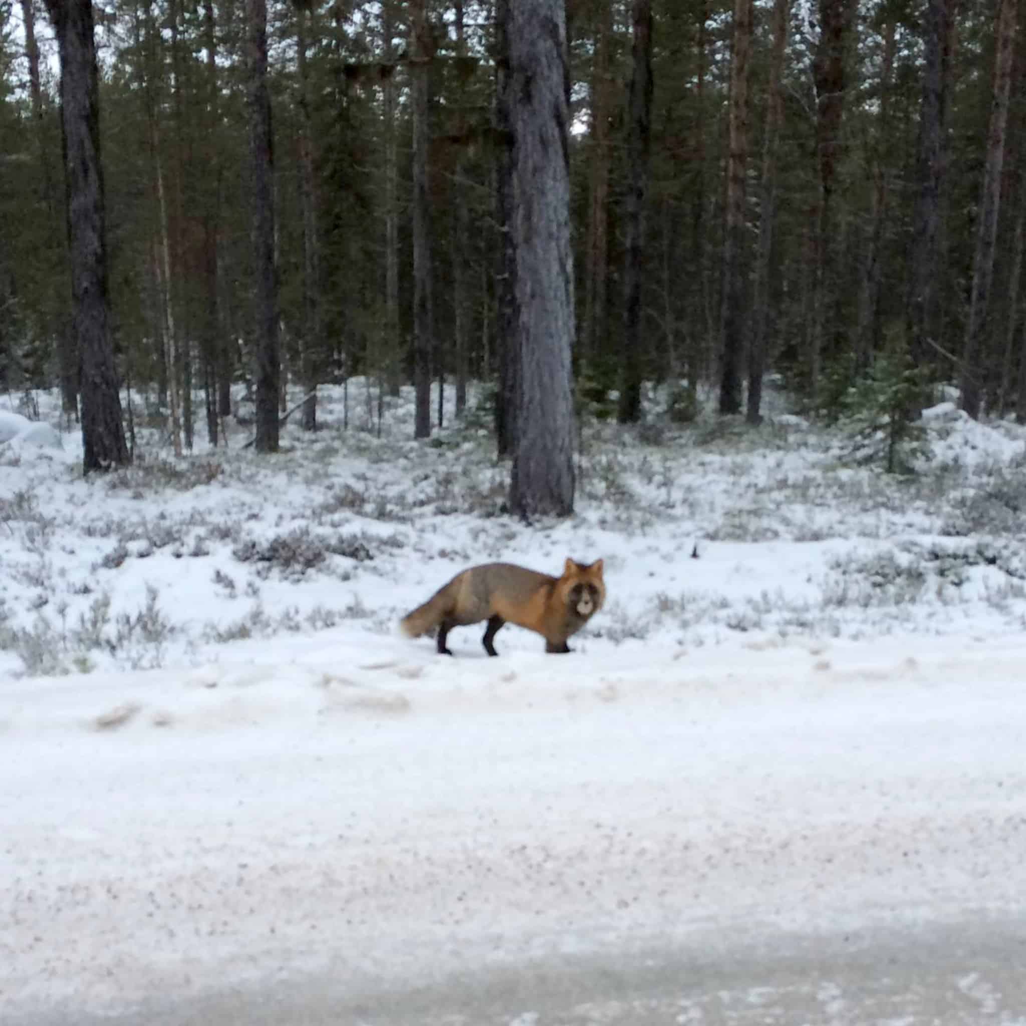 Räv med ovanligt svart färgteckning. Foto: Magnus Lindberg