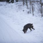 Det lever kvar många gamla föreställningar om hundens halsmandlar och att de behöver opereras bort alternativt behandlas med antibiotika för att hunden ska bli kry och jaga bättre. Foto: Jan Henricson