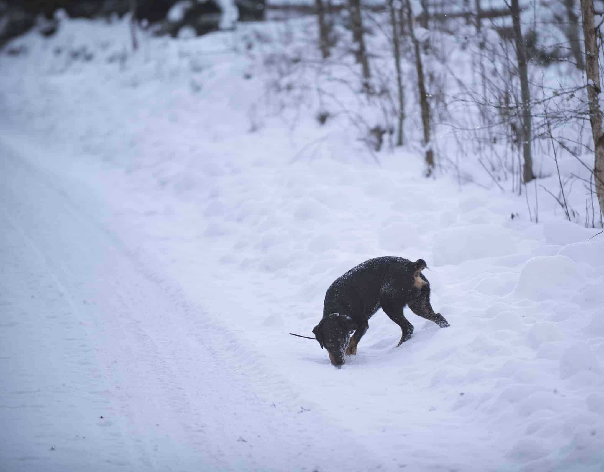Det lever kvar många gamla föreställningar om hundens halsmandlar och att de behöver opereras bort alternativt behandlas med antibiotika för att hunden ska bli kry och jaga bättre. Foto: Jan Henricson