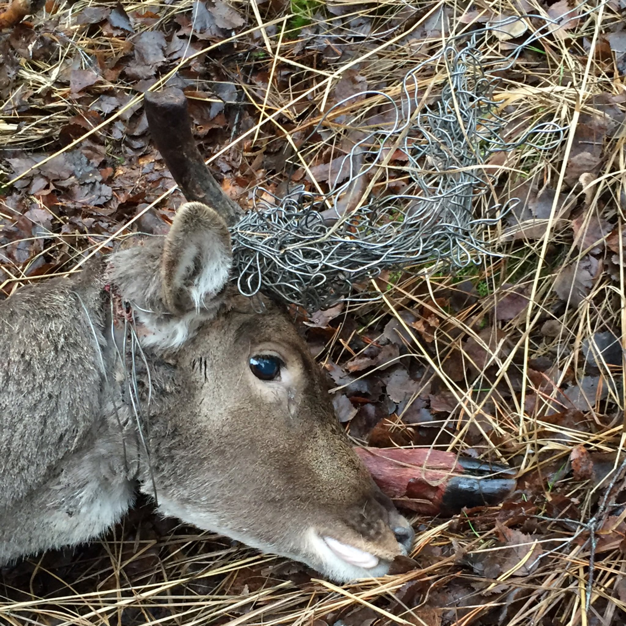 Dovhjorten hade inte blivit av med tråden ens vid hornfällningen. Snarare kunde det hela förvärrats eftersom hornen då blivit hängande i tråden som var virad runt hjortens hals. Foto: Privat