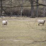 En allt ovanligare syn. Regeringen tar inte landsbygden på allvar och vargens härjningar äventyrare tamdjurshållningen, skriver debattörerna. Foto: Jan Henricson