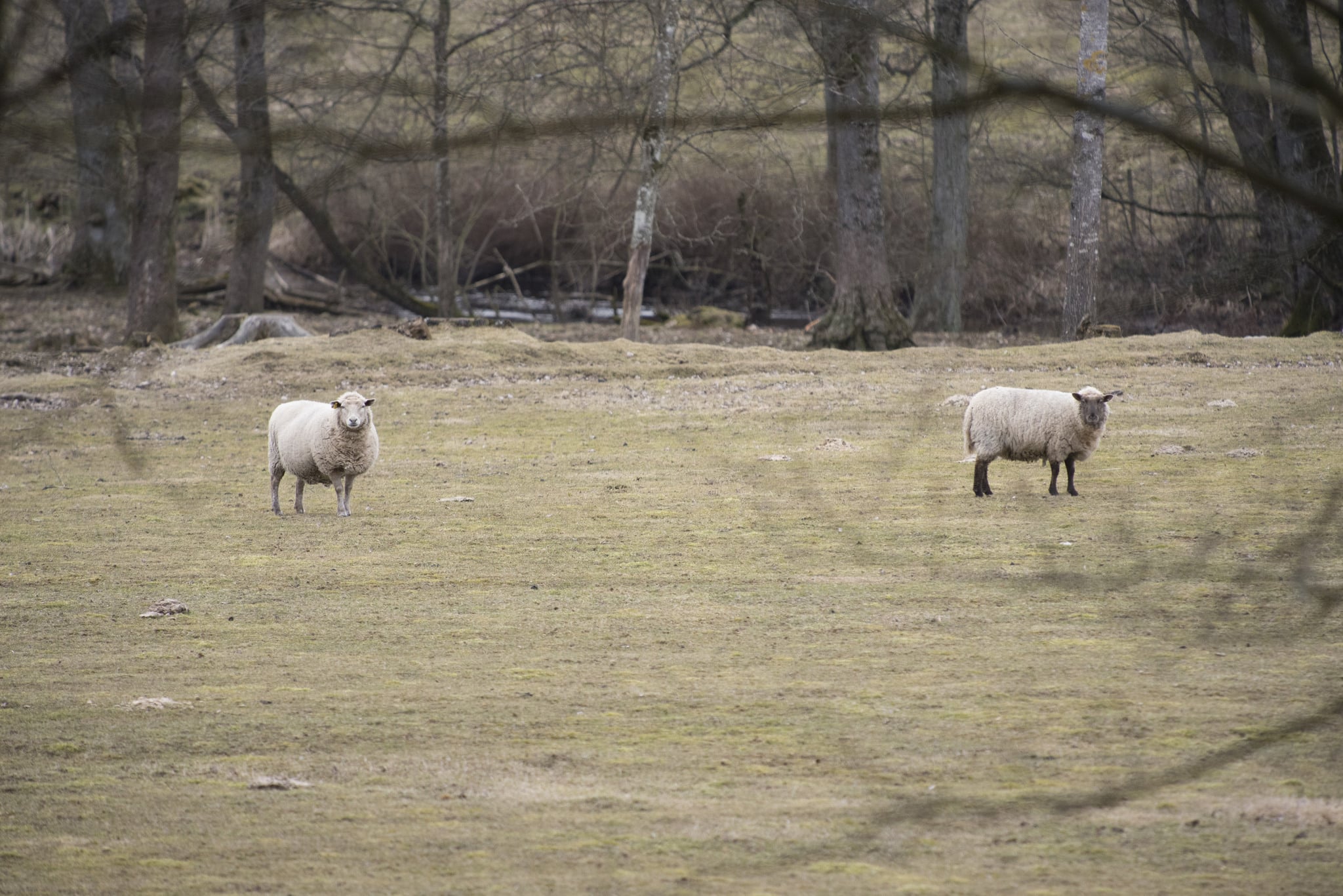 En allt ovanligare syn. Regeringen tar inte landsbygden på allvar och vargens härjningar äventyrare tamdjurshållningen, skriver debattörerna. Foto: Jan Henricson