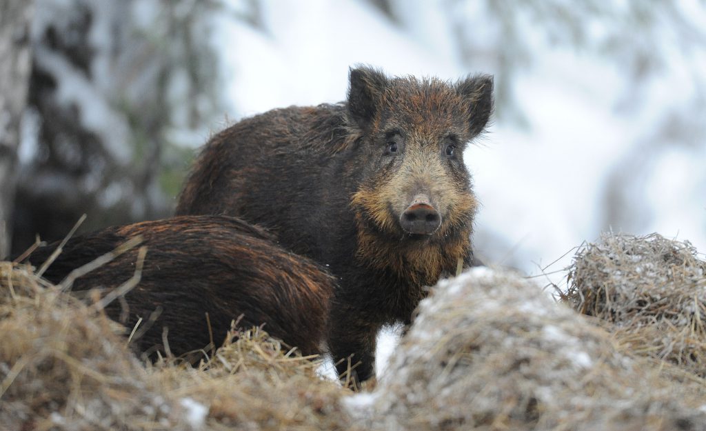 Vi går igenom sanningshalten i tolv vanligt förekommande påståenden om vildsvin och vildsvinsjakt. Foto: Kenneth Johansson