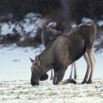 Tjuren var innan hornfällningen en fin åttataggare. Nu har han ett stort hårlöst parti på ryggen, och har minskat avsevärt i vikt. Foto: Gunnar Kjellin