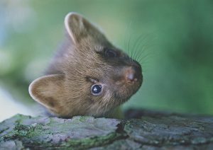 Mården är en oförvägen jägare som inte tvekar att ge sig på mångdubbelt större bytesdjur. Foto: Kenneth Johansson