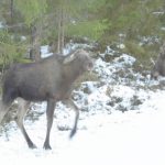 När hon kom för nära lade de tillbaka öronen och vid något tillfälle blev det också utfall mot den lilla älgen. Foto: Stig Johansson