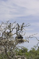 Den europeiska jaktorganisationen FACE har kommit överrens med Birdlife International att skarvjakt inte ska tillåtas. Detta har fått Jägareförbundet att gå i taket. Foto: Magnus Rydholm